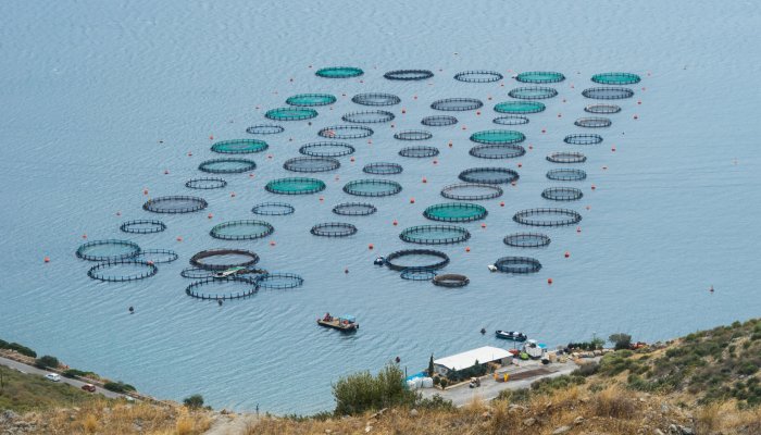Fiskeindustri: Ventilation og beluftning af kommercielle fiskebassiner  